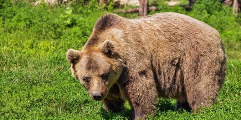 Hvilke bjørne lever i Sverige?